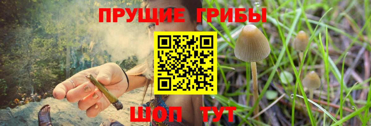 Псилоцибиновые грибы Psilocybe  Ульяновск 